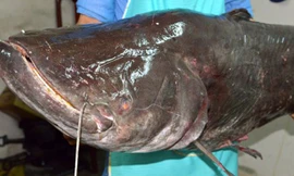  Cá Leo khổng lồ ở cửa sông giáp biên giới