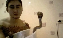 Nam thanh niên thiệt mạng vì chơi với rắn hổ mang chúa