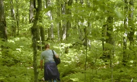 Làm thế nào để sống sót nếu bị lạc trong rừng?