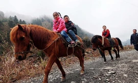 Dành 6 tiếng mỗi ngày đưa đón cháu đi học bằng ngựa