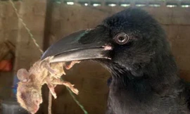 Lạ kỳ quạ sủa như chó, bắt chuột như mèo