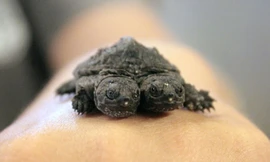 Phát hiện rùa hai đầu ở trang trại Mỹ