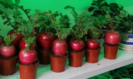 Những rau củ độc đáo làm hoa cảnh Tết