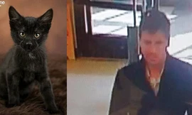 Con mèo bị ăn trộm và hình ảnh người đàn ông trong máy quay. Ảnh: Dailymail.