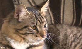 Con mèo sẽ được phẫu thuật xác định lại giới tính. Ảnh: Dailymail