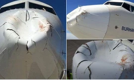 Hình ảnh máy bay bị chim đâm móp mũi. 