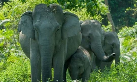 Ảnh minh họa. Nguồn: Dailymail