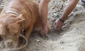 Dân Pháp dậy sóng chứng kiến chó bị chôn sống