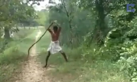 Tay không quật chết hổ mang chúa trả thù cho con trai