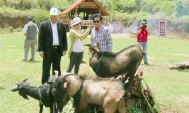 Kỳ lạ đàn dê giống sư tử ở Nam Tây Nguyên