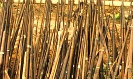 Tiêu hủy gần nghìn khẩu súng tự chế