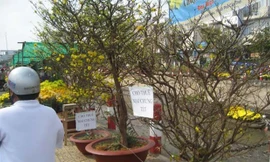 Mai ế cận Tết, thương lái chuyển sang cho thuê