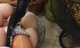 Hãi hùng phát hiện rắn bò vào nhà lấy trứng gà