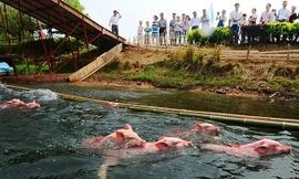 Lợn nhảy cầu, thi bơi điêu luyện