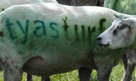 Quảng cáo thương hiệu bằng cừu