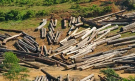 Đức giúp bảo tồn một khu rừng giữa Việt Nam và Lào