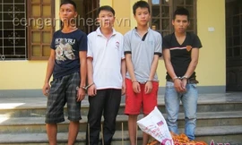 Bắt nhóm 'miêu tặc' thành Vinh