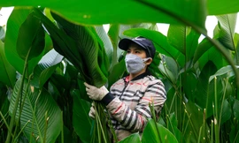 Người dân làng trồng lá dong tại Hà Nội tất bật ‘hái lá đếm tiền’ dịp cận Tết