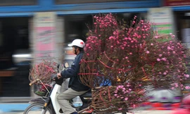 Xe ôm chở hoa kiếm bộn tiền dịp Tết