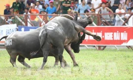 Hải Phòng đề nghị tổ chức hội thảo chọi trâu