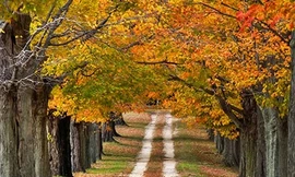 Choáng ngợp sắc thu đẹp như cổ tích