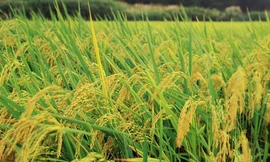 Sản xuất giấy từ... lúa