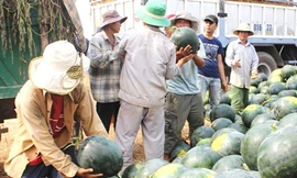 Thương lái Trung Quốc ép giá dưa hấu miền Trung