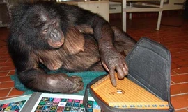 Hắc tinh tinh Panbanisha