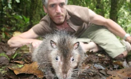 Chú chuột Bosavi dài gần 1m