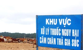 Bò kiếm ăn trên bãi rác phun thuốc