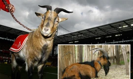 Chú dê Hennes không được đến sân cho đến khi hết dịch COVID-19.