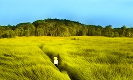 Cảm nhận 'Cánh đồng bất tận'