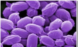 Cách phòng bệnh than