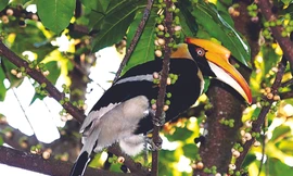 Cây thị quả vuông, tròn &chim phượng Tràng An