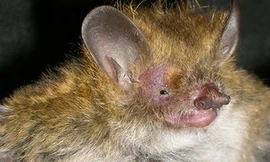 Phát hiện nhiều chủng động vật trong 20 năm qua