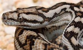 Con trăn dài 4,5 mét xiết cổ người bảo vệ đến chết ngay trước một khách sạn nổi tiếng ở Bali