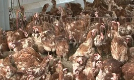 Chưa có quy chuẩn 'gác' gà thải loại nhập khẩu