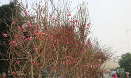 Đào Nhật Tân nở sớm, tràn ngập chợ hoa đón Tết Dương lịch 