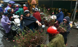 Đào quất phá giá chiều 30 Tết, người Hà Nội đội mưa đi mua