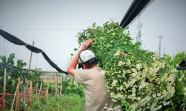 Làng Tây Tựu bận rộn, giá hoa tăng cao cận ngày 20/11