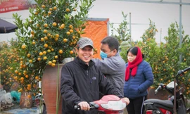 'Vương quốc' quất cảnh Thủ đô tất bật những ngày cận Tết