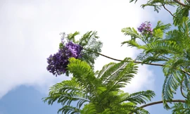 Ngỡ ngàng những hàng phượng tím khoe sắc ở Hà Nội