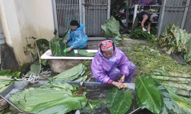 Nghề rửa lá dong hái ra tiền ở công xưởng bánh chưng lớn nhất miền Bắc