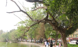 Cây sưa đỏ quý hiếm hàng trăm năm tuổi chết khô bên hồ Hoàn Kiếm