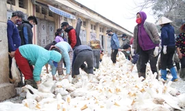 Chợ gia cầm tất bật những ngày cận Tết