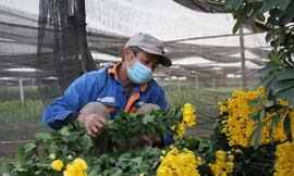 Người dân làng Tây Tựu thấp thỏm chờ Tết