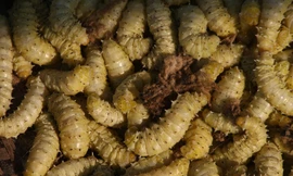 Săn 'đặc sản' nghe tên đã rùng mình ở chợ phiên Lũng Niêm