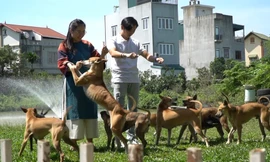 Nữ dược sĩ sở hữu 3 ‘khuyển vương’ Phú Quốc giá trị tiền tỉ ở Hà Nội