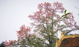 Hoa gạo nở đỏ rực góc phố Tràng Tiền