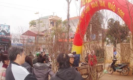 Đào tiên xuống phố